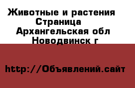  Животные и растения - Страница 2 . Архангельская обл.,Новодвинск г.